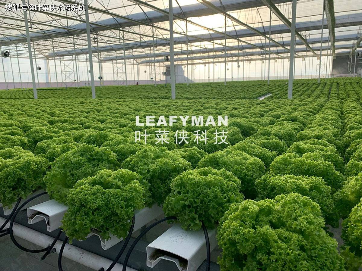 NFT 水培系统在空间利用方面的优势